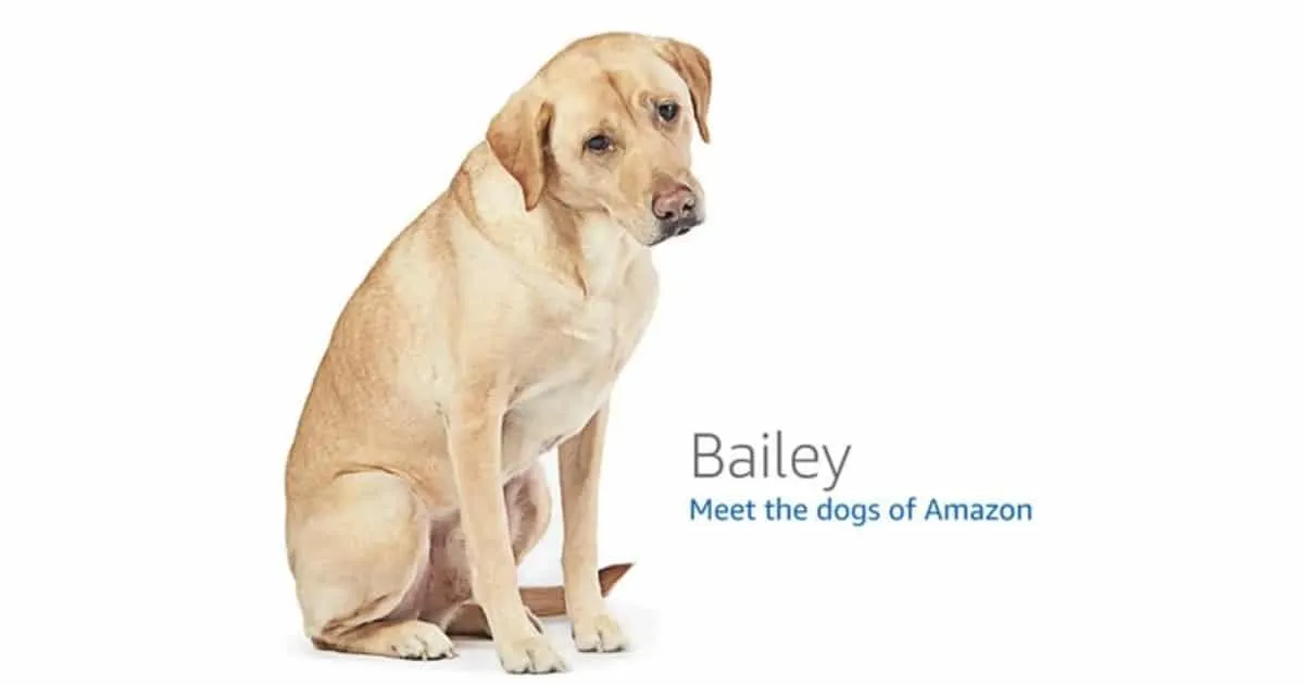 Amazon เอาใจคนรักหมา ? หลังคนญี่ปุ่นพบภาพน้องหมาตอนเว็บเออเร่อ !?