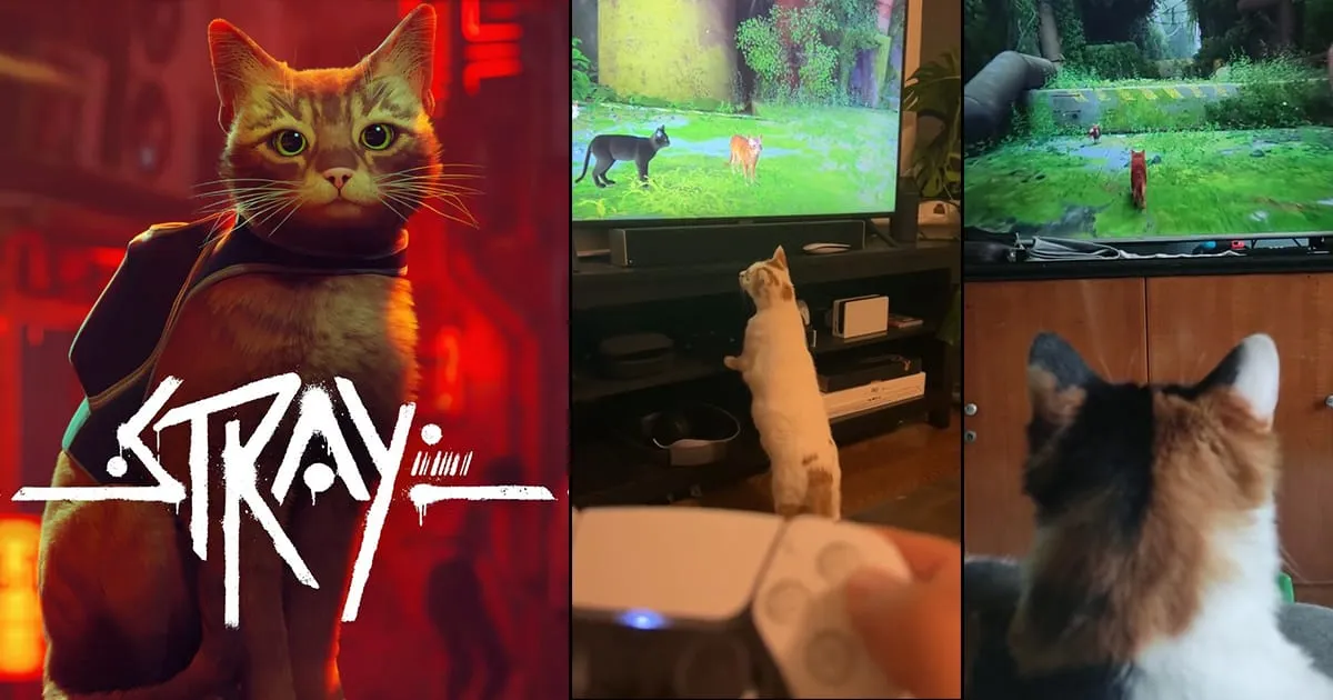 แมวจริงยังดู! Stray เกมแมว Cybercity ที่เหล่าทาสแมวต้องเล่นให้เจ้านายชม
