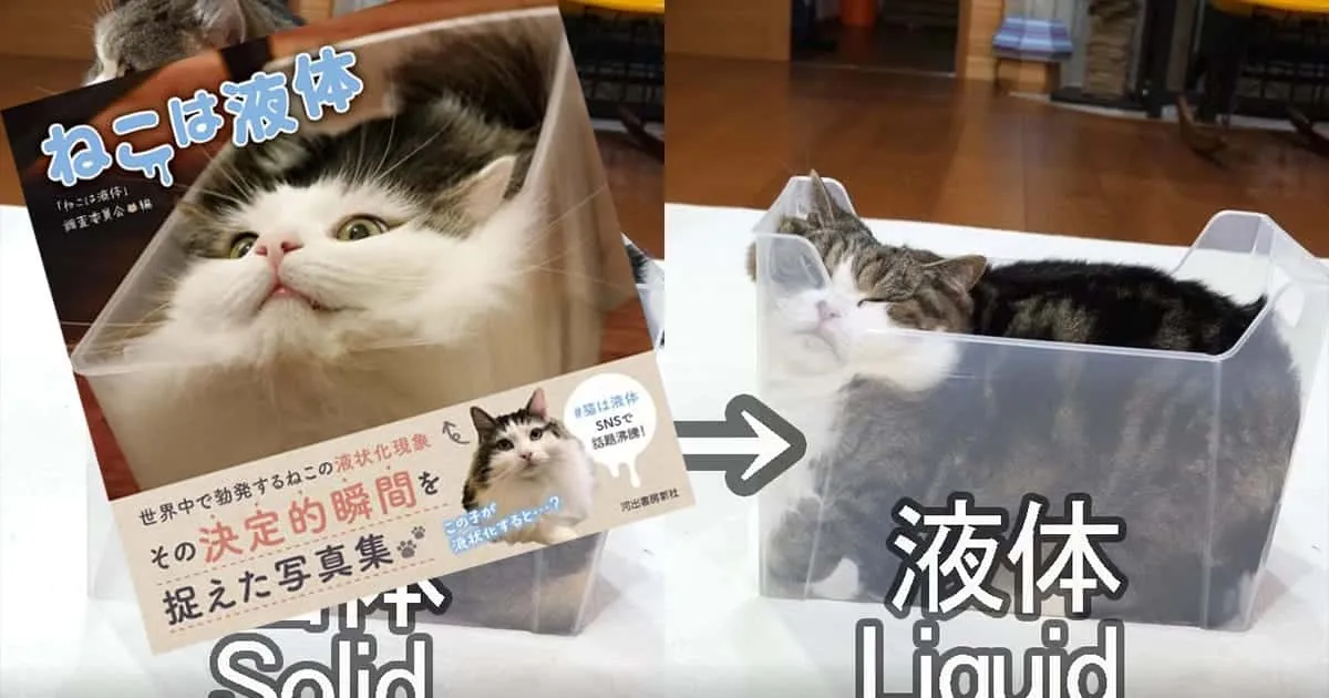 แมวเป็นของเหลว! หนังสือรวมภาพน้องแมวสุดแหวกแนวจากญี่ปุ่น