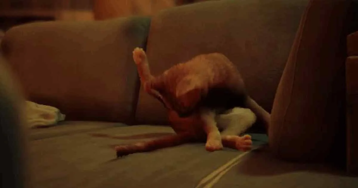 ผู้จัดจำหน่าย Stray โพสต์ภาพแมวตอบกลับความกังขาที่ได้เข้าชิง GotY