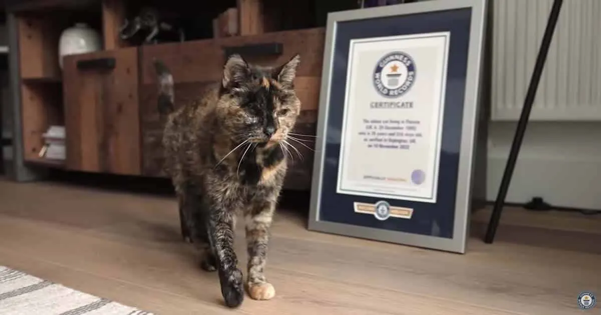 น้องเหมียวใน UK สร้างสถิติเป็นแมวที่อายุยืนที่สุดในโลกด้วยวัย 26 ปี