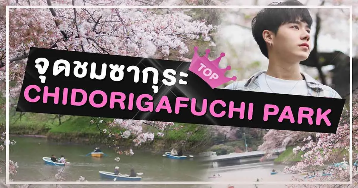 ไปชมซากุระสวย ๆ ที่ Chidorigafuchi Park กับ PETCHPIGZ จะบานสะพรั่งแค่ไหนไปดู!