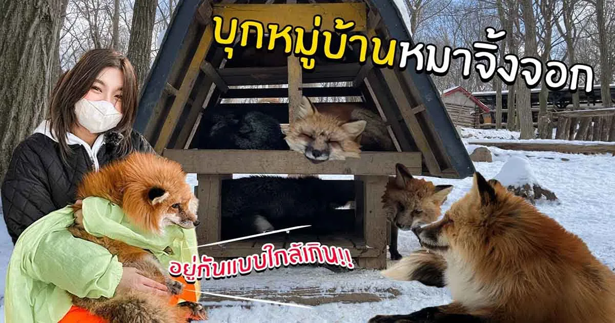 บุกหมู่บ้านหมาจิ้งจอกที่ญี่ปุ่นกับช่อง Soomnyvivii Ch น้อล ๆ จะน่ารักแค่ไหนไปดูกัน!