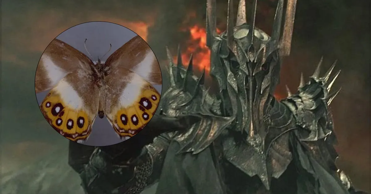 นักวิทยาศาสตร์ตั้งชื่อผีเสื้อพันธุ์ใหม่ตาม Sauron จอมมารแห่งมิดเดิลเอิร์ธ
