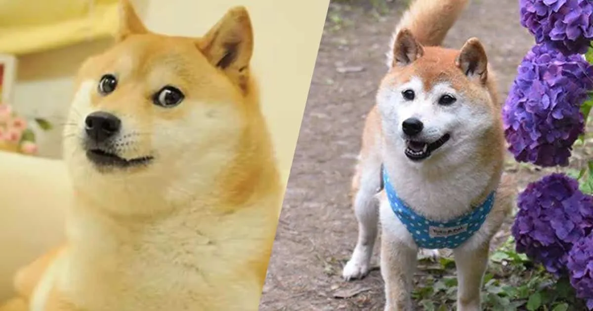 น้องหมาชิบะเจ้าของมีม Doge กลับสู่ดาวหมาแล้วในเช้าวันนี้