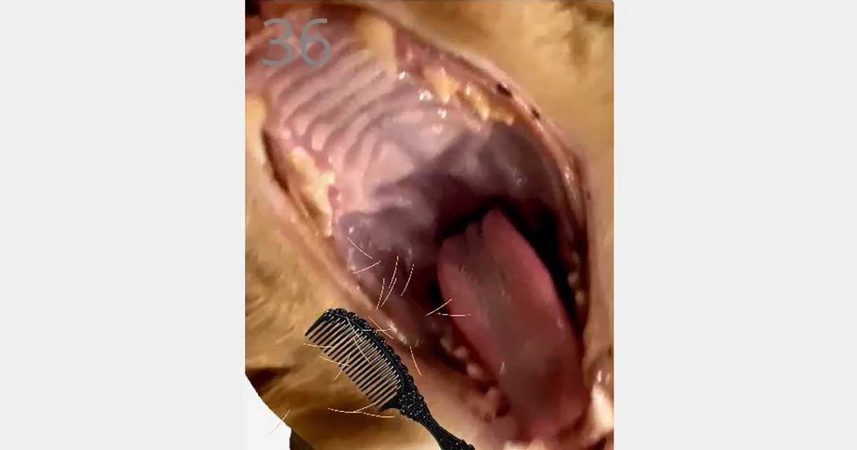 Brush Jjaemu