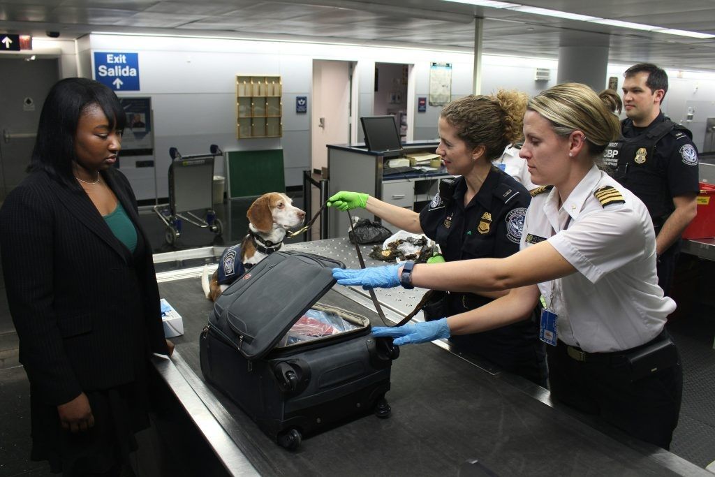 K-9