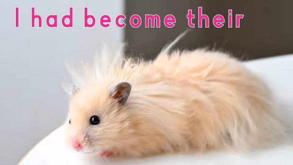 Sweet Hamster Days