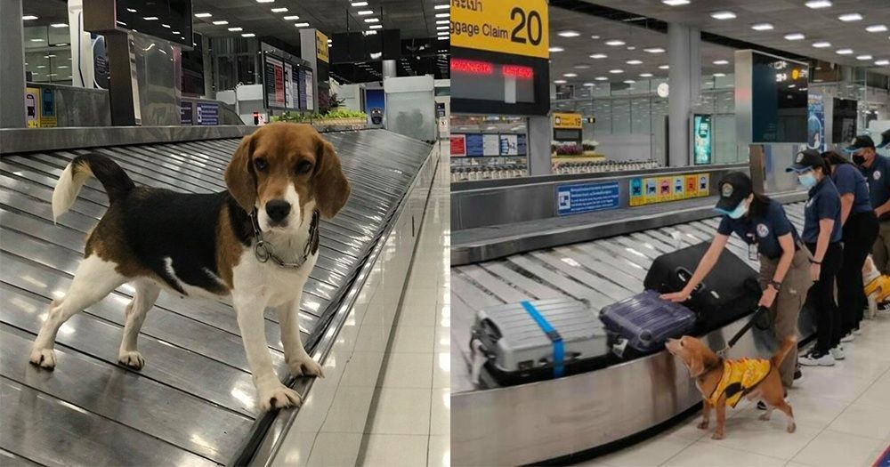 K-9