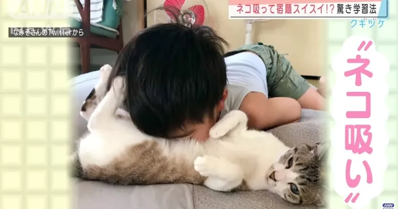 ทาสแมวญี่ปุ่นฮิต "สูดดมแมว" แล้วจะเพิ่มสมาธิ!?