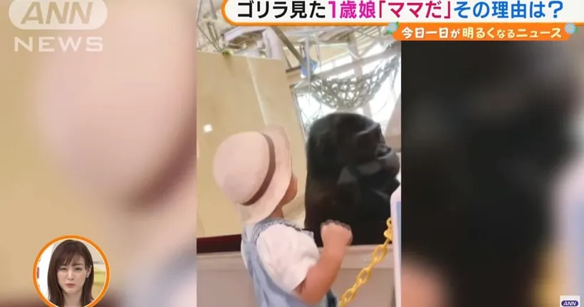 งงเลยสิ คนญี่ปุ่นถ่ายวีดีโอหลังลูกสาวเรียกกอริลล่าว่า "คุณแม่"