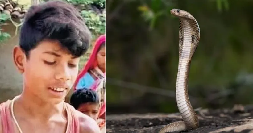 หนูน้อย 8 ขวบชาวอินเดียถูกงูเห่ากัด เลยกัดงูคืน สุดท้ายงูตายเสียเอง