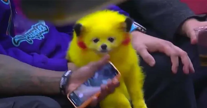 แฟน Pokemon พาน้องหมาที่ทาสีเป็น Pikachu มาชมการแข่ง NBA