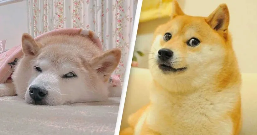 น้องหมาชิบะเจ้าของมีม Doge ป่วยเป็นมะเร็ง หลังเป็นมีมมานาน 9 ปี