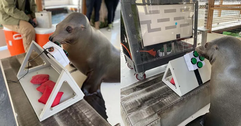 กองทัพสหรัฐฯ ทดลองฝึกสิงโตทะเลให้เล่นวิดีโอเกม เพื่อเรียนรู้ภารกิจ