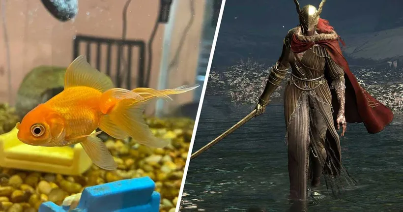 หนุ่มหัวใส ฝึกปลาทองให้เล่นเกม Elden Ring แถมสู้กับ Malenia ได้สมน้ำสมเนื้อ