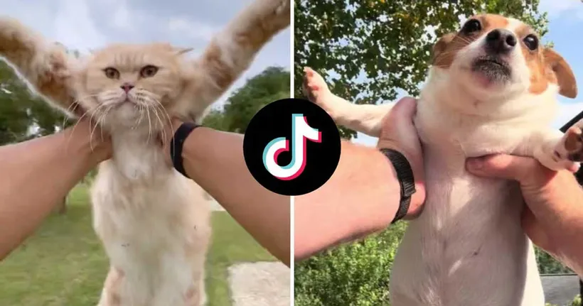 นักสิทธิสัตว์เตือน การจับสัตว์เลี้ยงหมุนตามเทรนด์ Tiktok อาจส่งผลเสียต่อตัวน้องได้
