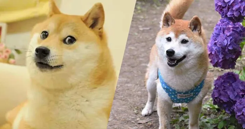 น้องหมาชิบะเจ้าของมีม Doge กลับสู่ดาวหมาแล้วในเช้าวันนี้