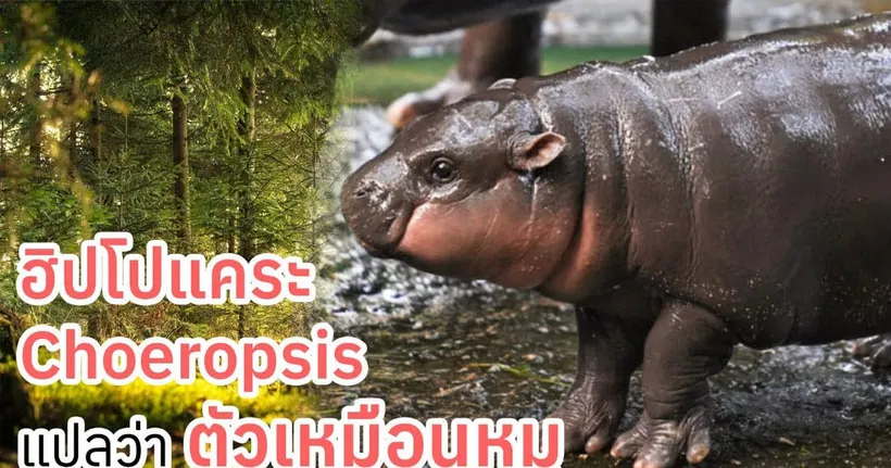 หมูเด้ง ฮิปโปแคระที่ชื่อวิทยาศาสตร์ก็แปลว่า "ตัวเหมือนหมู"