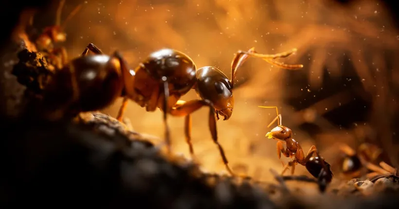 Empire of the Ants เกมแนววางแผน สร้างอาณาจักรมด วางจำหน่ายบน PC และคอนโซลแล้ว