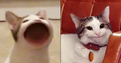 Pop Cat จากมีมสู่การชิงชัยระดับโลก เบื้องหลังมีมนี้คืออะไร?
