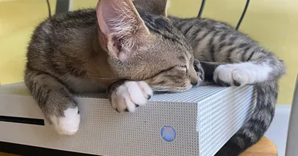 ชาว Reddit ถามวิธีรับมือจากชาวเน็ต เมื่อแมวนอนกอด Xbox ไม่ยอมขยับไปไหน!