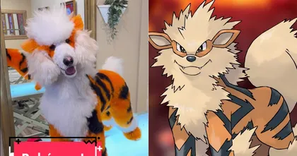 ช่างตัดขนสุนัขหัวใสจับน้องหมามาแต่งเป็น Arcanine จากเกม Pokemon