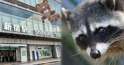 ตัวทานูกิบุกสถานีรถไฟชินจูกุ เดินทอดน่องทำตัวเหมือนเป็นเจ้าถิ่น !