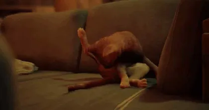 ผู้จัดจำหน่าย Stray โพสต์ภาพแมวตอบกลับความกังขาที่ได้เข้าชิง GotY