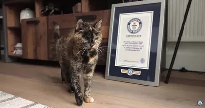 น้องเหมียวใน UK สร้างสถิติเป็นแมวที่อายุยืนที่สุดในโลกด้วยวัย 26 ปี