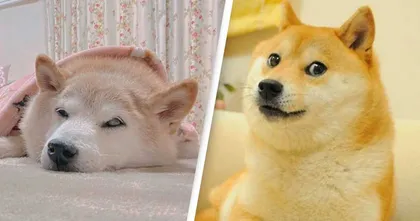 น้องหมาชิบะเจ้าของมีม Doge ป่วยเป็นมะเร็ง หลังเป็นมีมมานาน 9 ปี