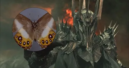 นักวิทยาศาสตร์ตั้งชื่อผีเสื้อพันธุ์ใหม่ตาม Sauron จอมมารแห่งมิดเดิลเอิร์ธ