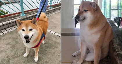 น้องหมาชิบะเจ้าของมีม Cheems Doge เสียชีวิตแล้วด้วยวัย 12 ปี